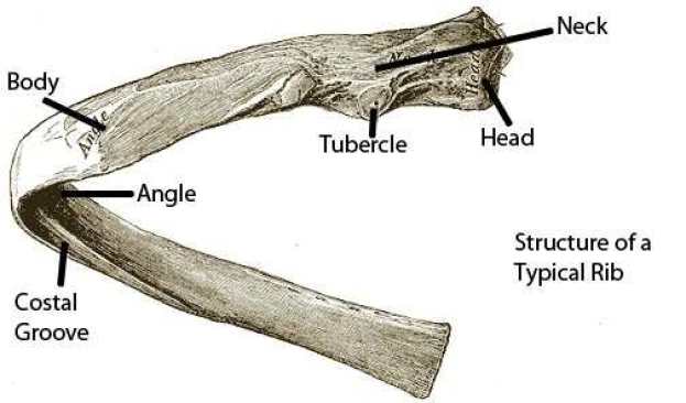 typical-rib